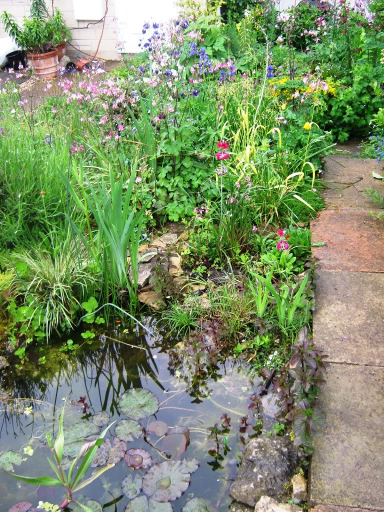 pond_view_towards_house1.jpg