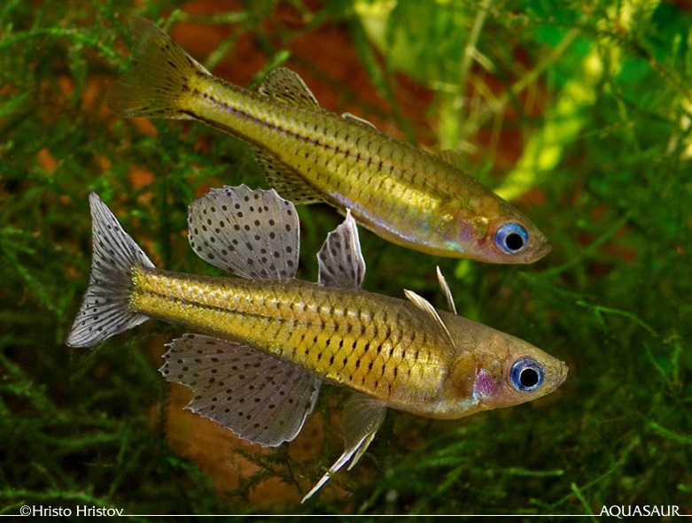 Pseudomugil-Gertrudae-pair.jpg