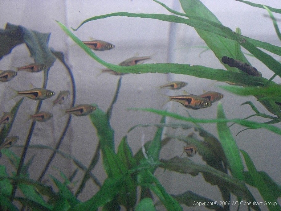 Rasbora2.jpg