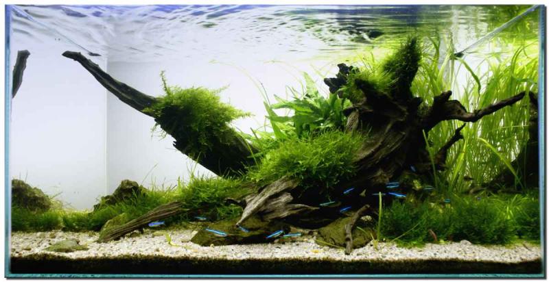 Riverbank_planted_aquarium.jpg