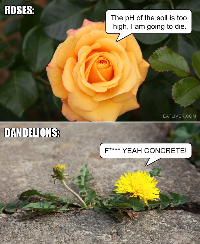 Rose vs Dandelion.jpg