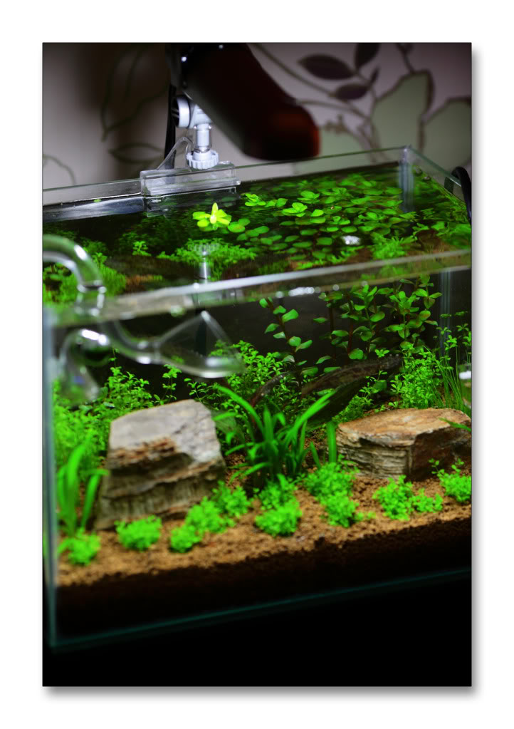 rotala-2.jpg