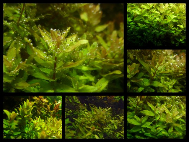 Rotala Macranda greem col. (Small).jpg