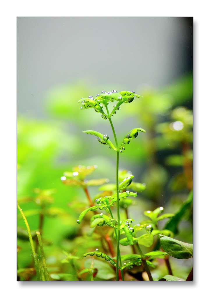 ROTALA-UK-GREEN.jpg