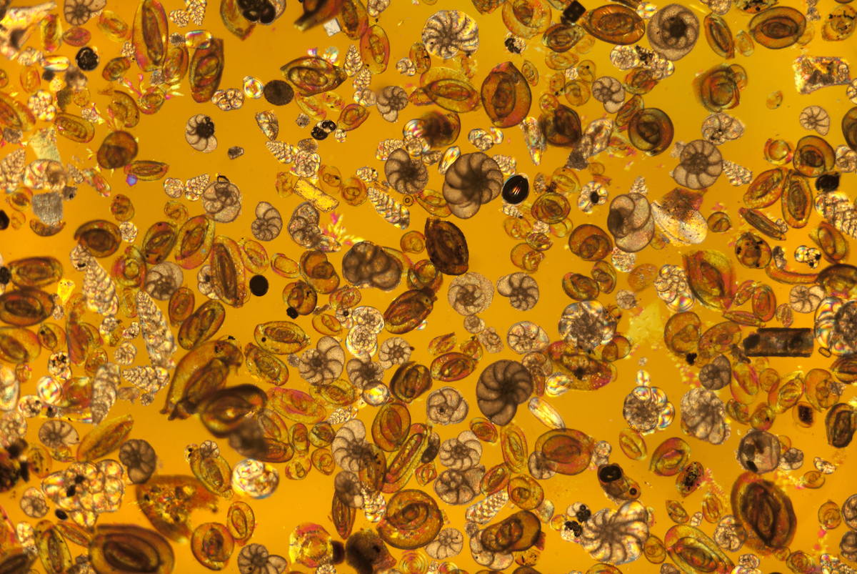 RSB-Biology-Photographer-Year-Foraminifera-shells.jpg