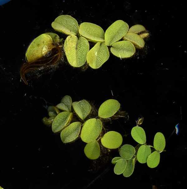 salvinia.jpg