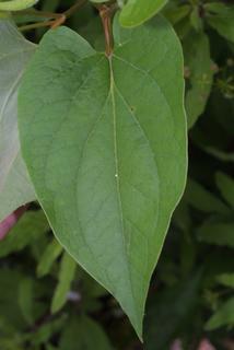 Saururus_cernuus,_leaf_-_basal_or_on_lower_stem,I_SB34711.jpg