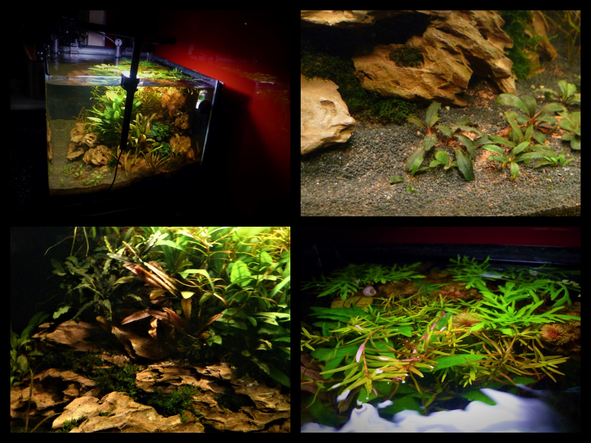 Scapers Tank Collage 2 ..jpg