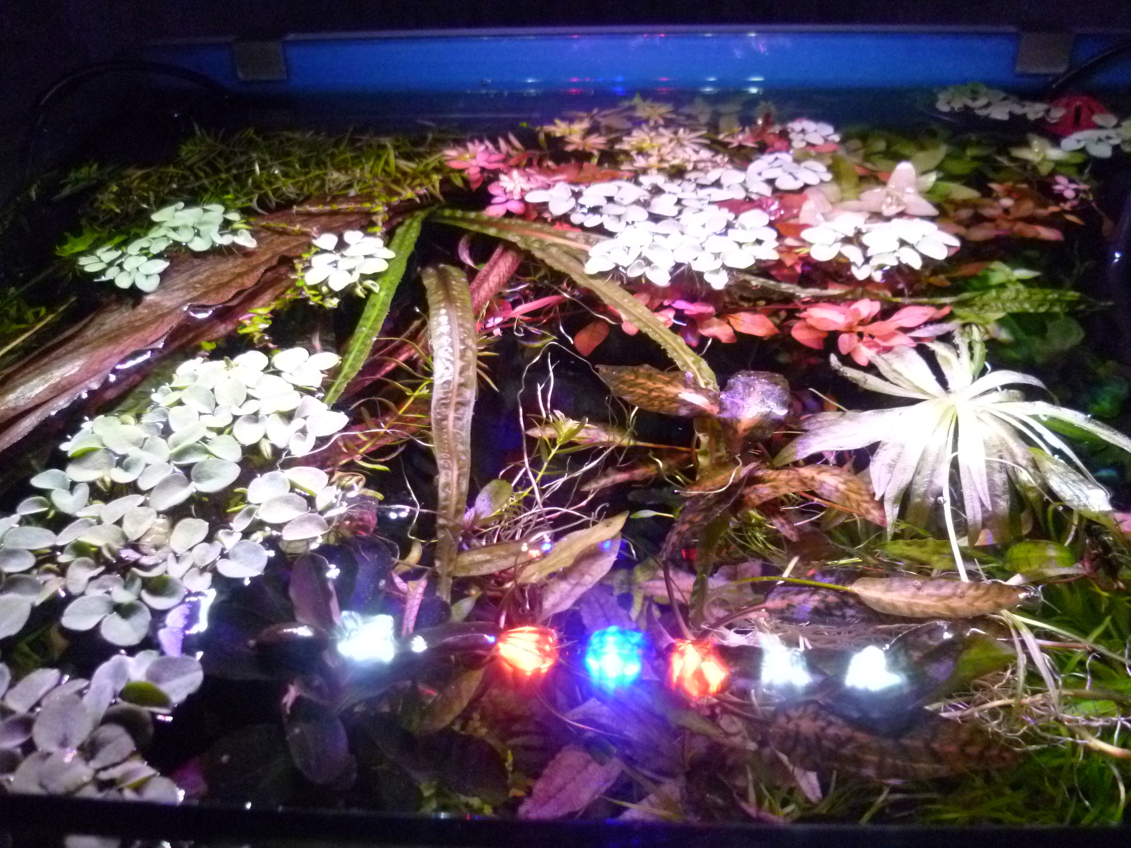Scapers Tank Surface area 35 litre..jpg