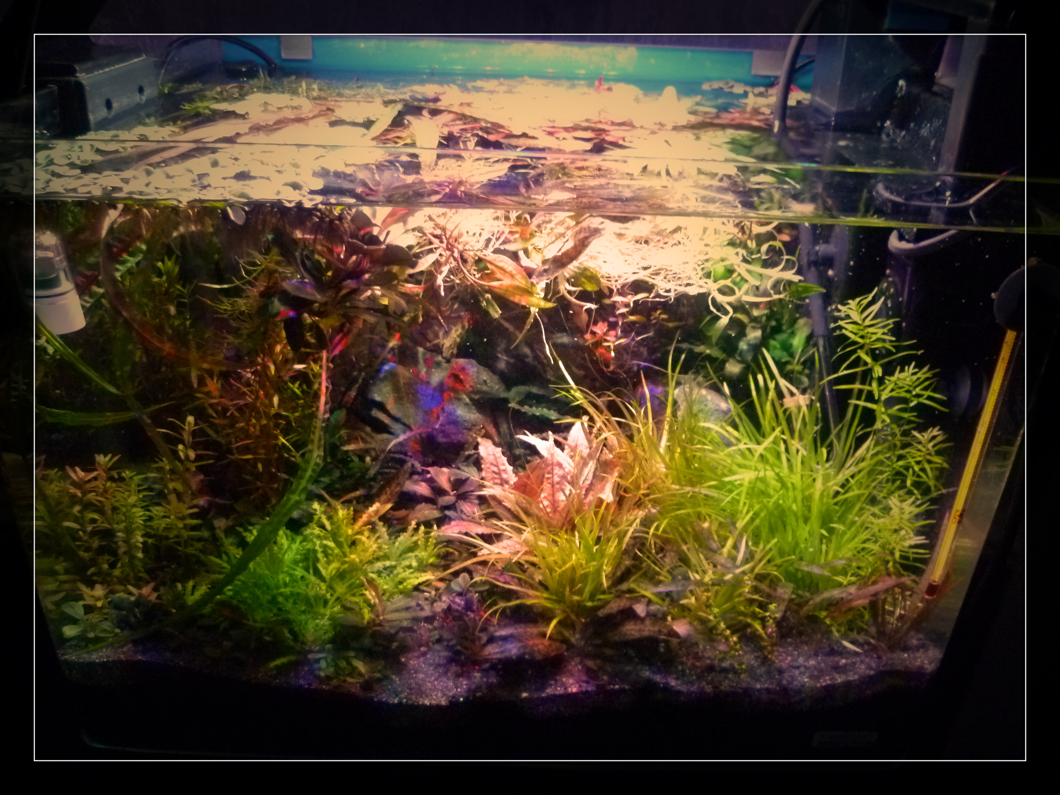 Scapers Tank Surface Foreground  35 litre..jpg