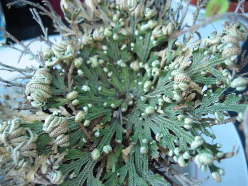 Selaginella_lepidophylla_gruen.jpg