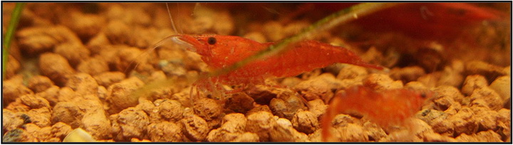 shakurashrimp3720rszt13.jpg