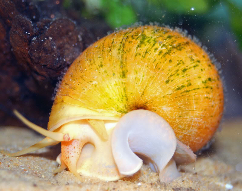 Snail-IMG_0152.jpg