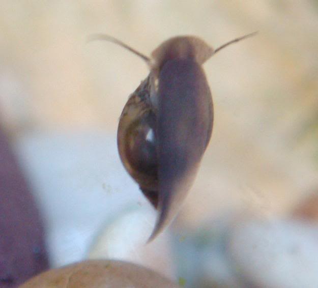 Snail2.jpg