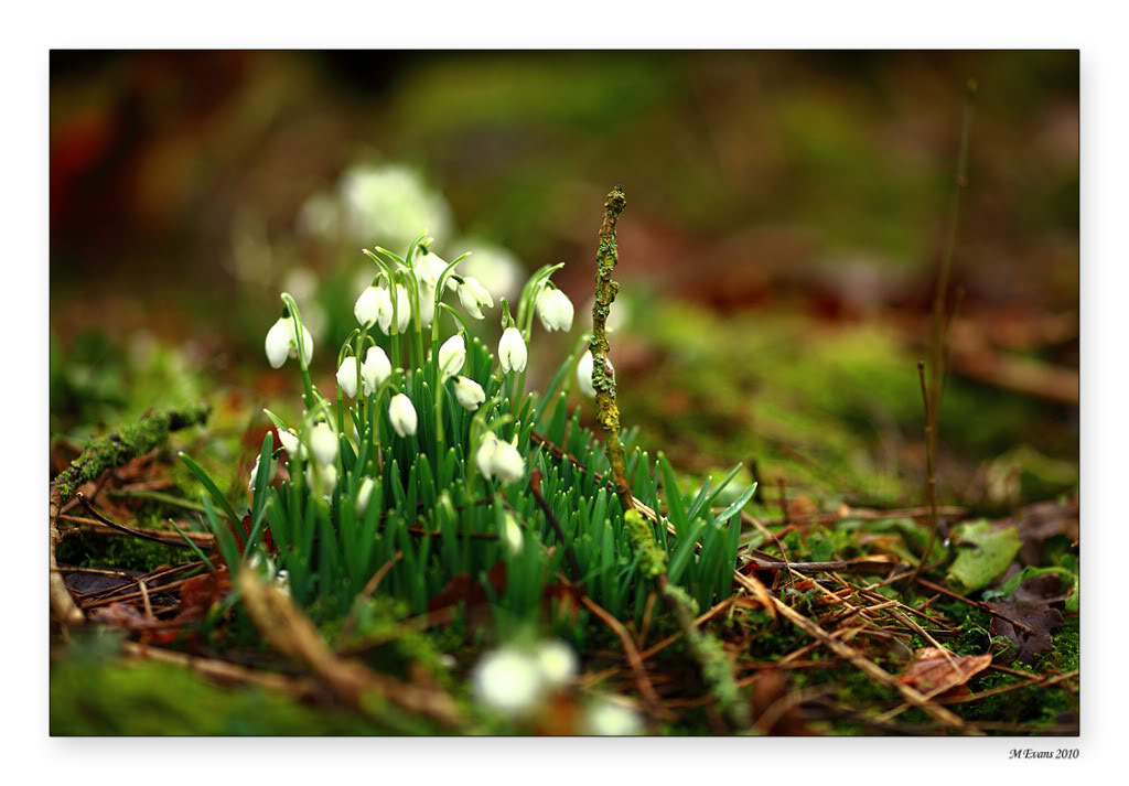 snow-drops.jpg