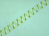 spirogyra2-thumb.jpg