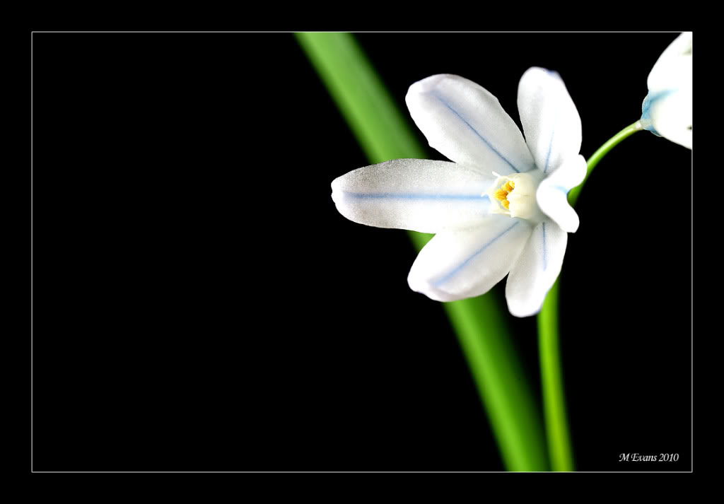spring-flowers.jpg