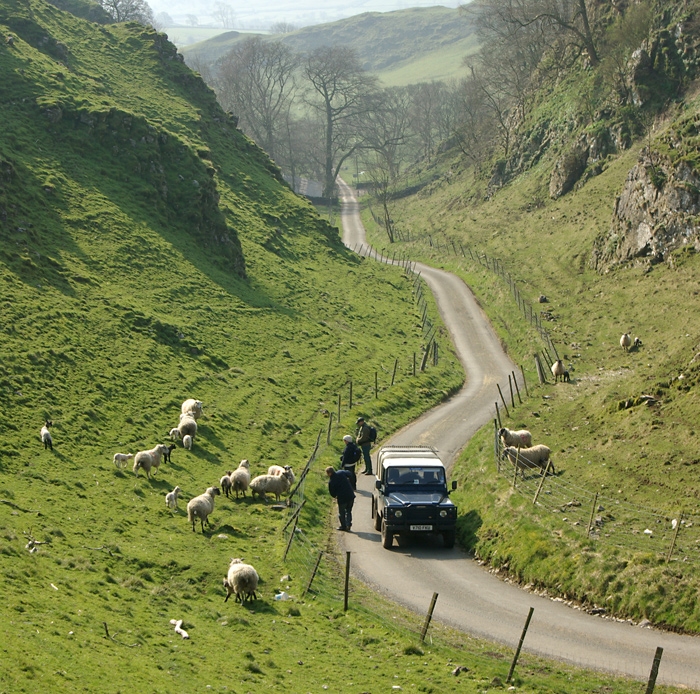 spring-lambs-longnor.jpg