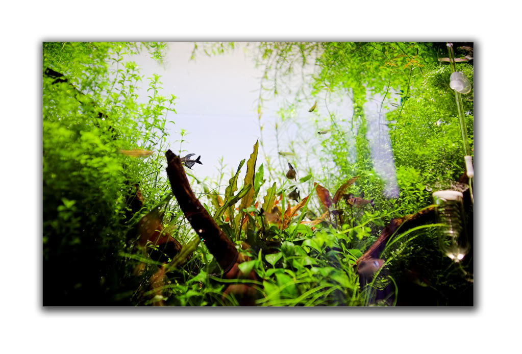 swampy.jpg