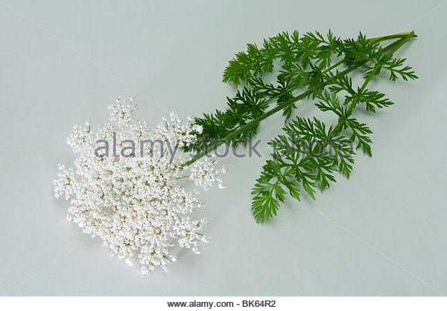 ta-flowering-stem-and-leaves-studio-picture-bk64r2.jpg