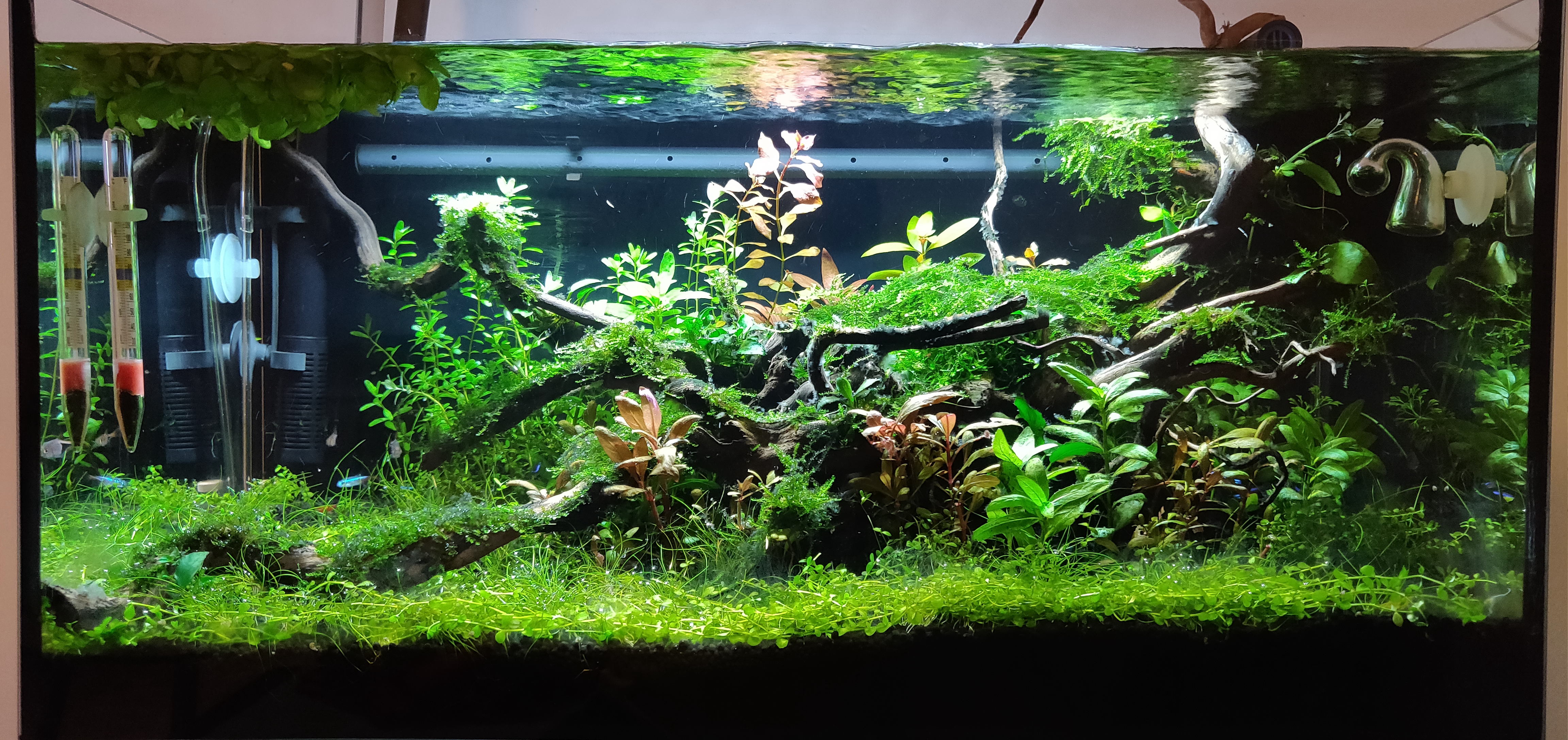 Planted tank- Going on a long vacation | UK Aquatic Plant Society