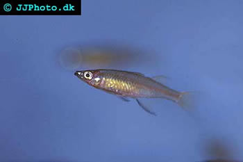 Threadfin-Rainbowfish-female.jpg
