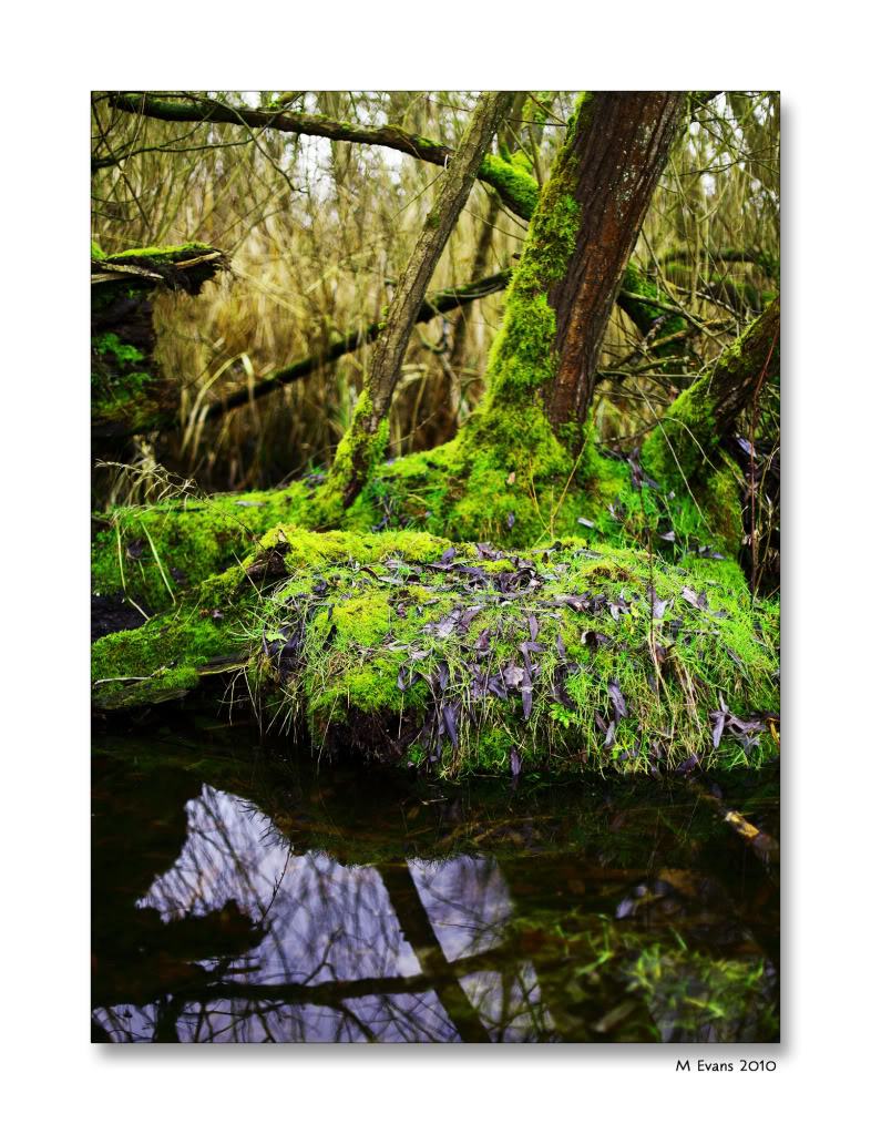tree-moss.jpg