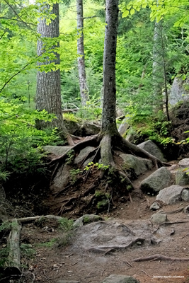 TreeOnBoulder8613ForestScene.jpg