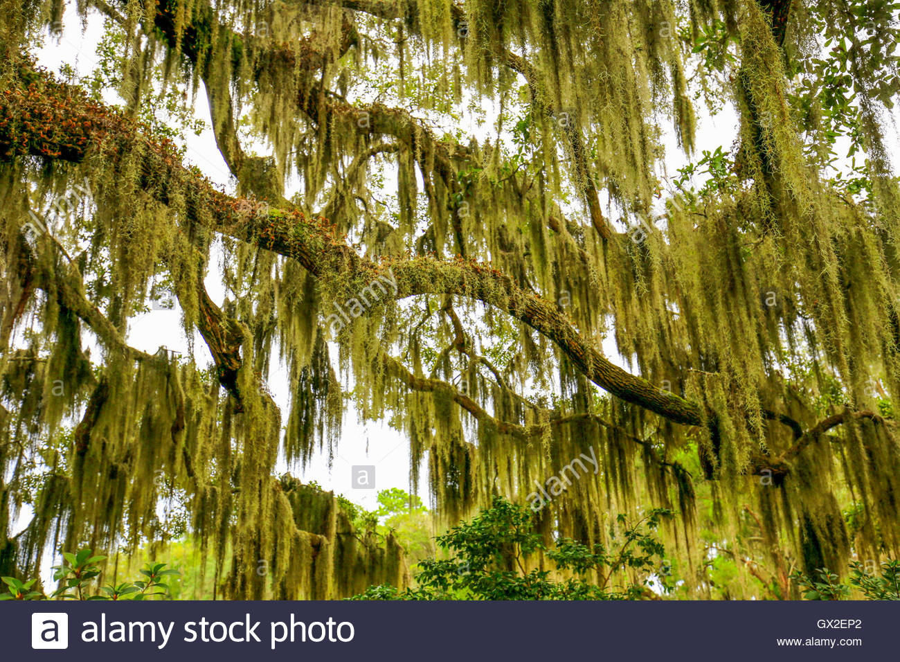 trees-overhanging-with-spanish-moss-in-southern-usa-GX2EP2.jpg