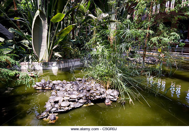 turtles-in-a-pond-in-the-railway-station-garden-at-atocha-madrid-spain-c5gr0j.jpg