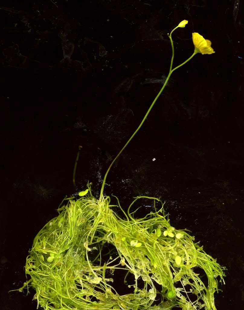 utricularia_gibba_2011-jpg.jpg