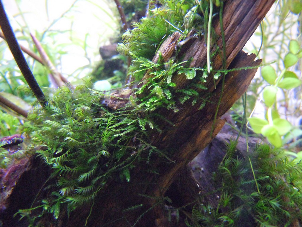 Does Christmas Moss Attach Itself To Hardscape Uk Aquatic Plant Society
