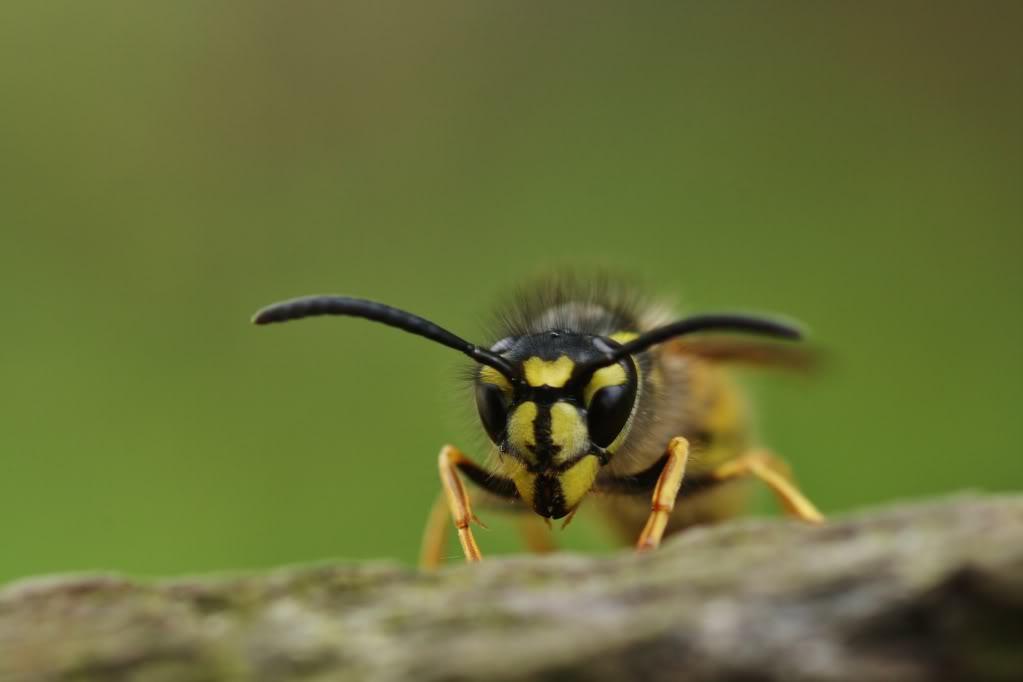 WaspMacro.jpg