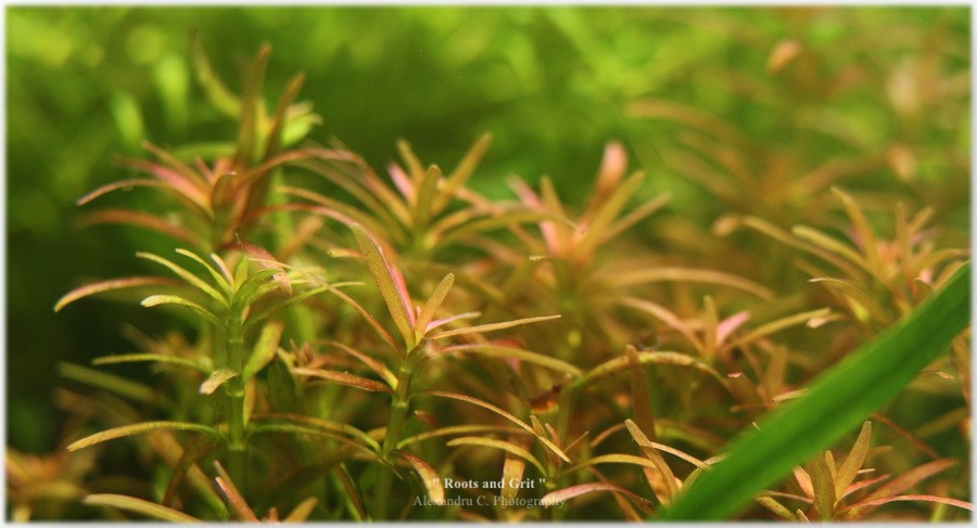 watermarked-rotala_sp_goias_900_1b203.jpg