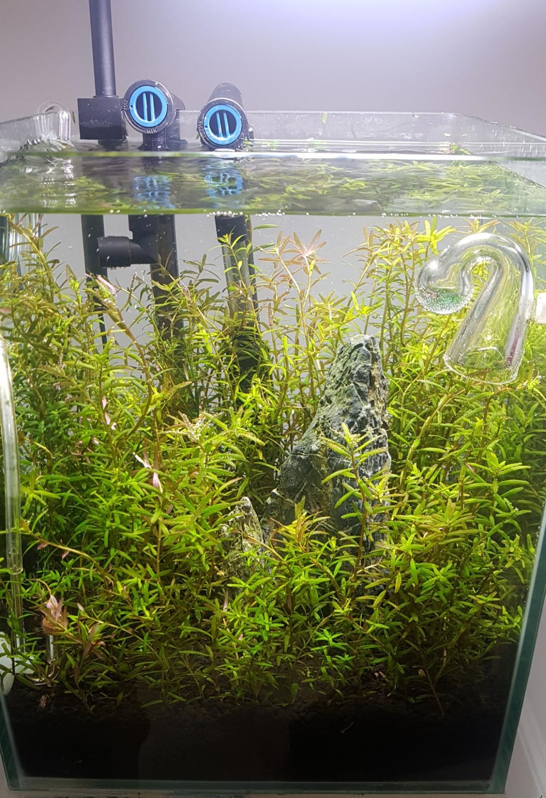 Help turning my Rotala 'Vietnam H'ra' red? | UK Aquatic Plant Society