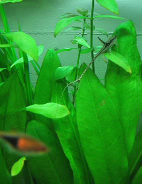 whiptailandrasbora.jpg