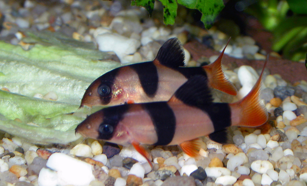 wn%20Loach%20babies%20eating%20lettuce%20back%20up.jpg