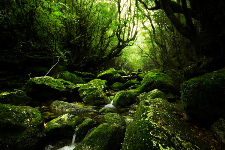 yakushima3.jpg