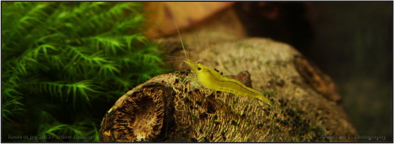 yellow_shrimp_4_800_rszt1310.jpg