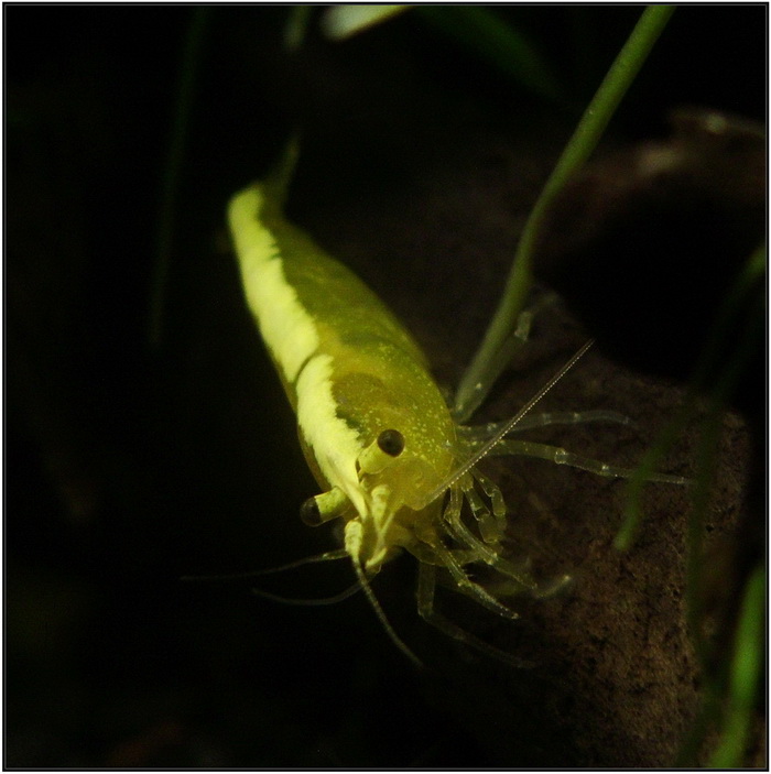 yellow_shrimp_62_700_rszt1401.jpg