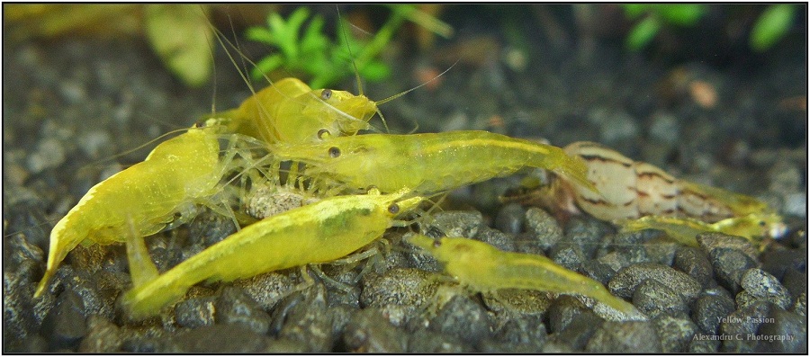 yellow_shrimp_65_900_rszt1402.jpg