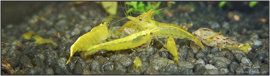 yellow_shrimp_66_900_rszt1402.jpg