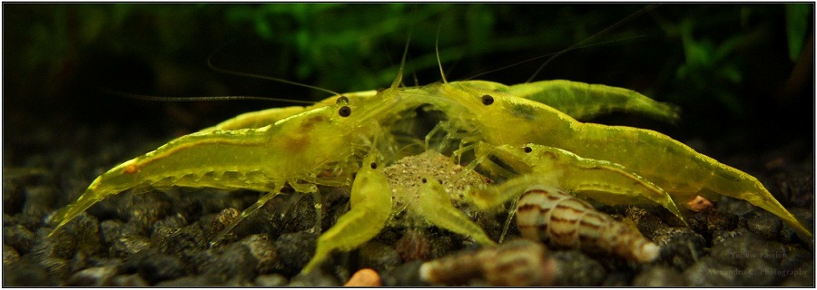 yellow_shrimp_67_900_rszt1402.jpg