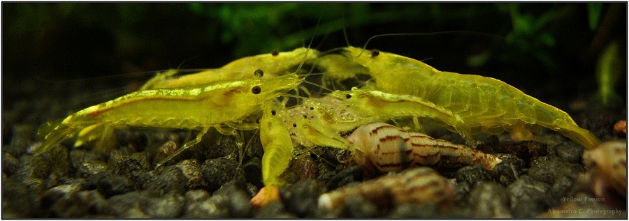 yellow_shrimp_68_900_rszt1402.jpg