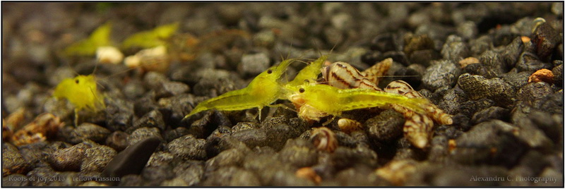 yellow_shrimp_6_800_rszt1310.jpg