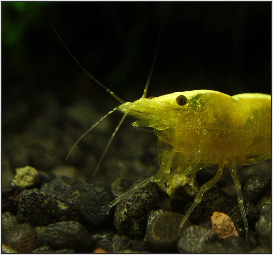 yellow_shrimp_76_900_rszt1403.jpg
