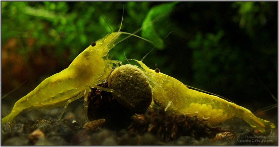 yellow_shrimp_78_900_rszt1403.jpg