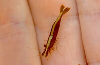 Caridina sp. 2 17.06.2018 Lac Fwa DRC.DSC_0791.JPG