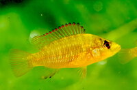 Toracochromis 1 17.06.2018 Lac Fwa DRC.DSC_0698.JPG