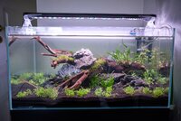 Akvarium dag 3.1 (Stor).jpg